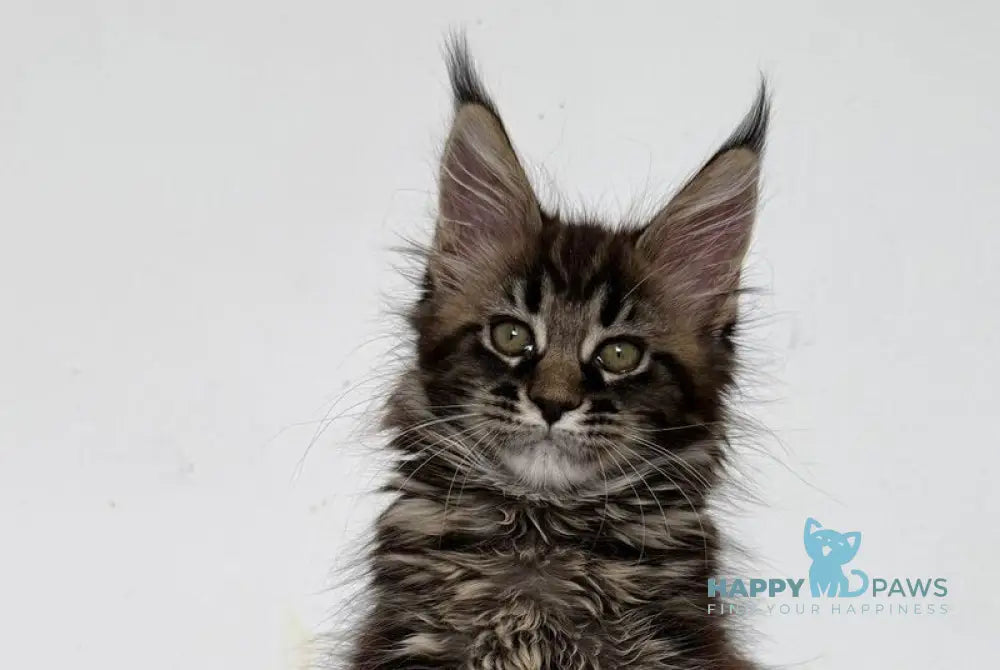 Jozi Maine Coon female black tabby live animals