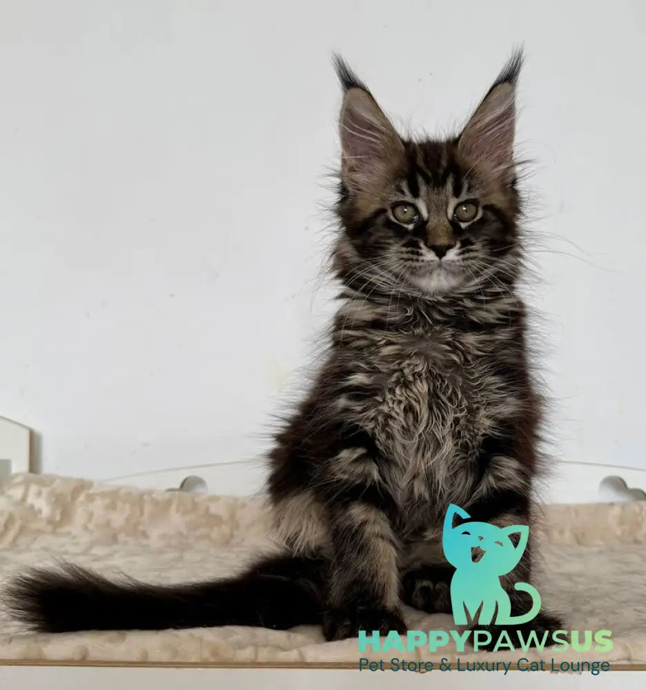 Jozi Maine Coon female black tabby live animals