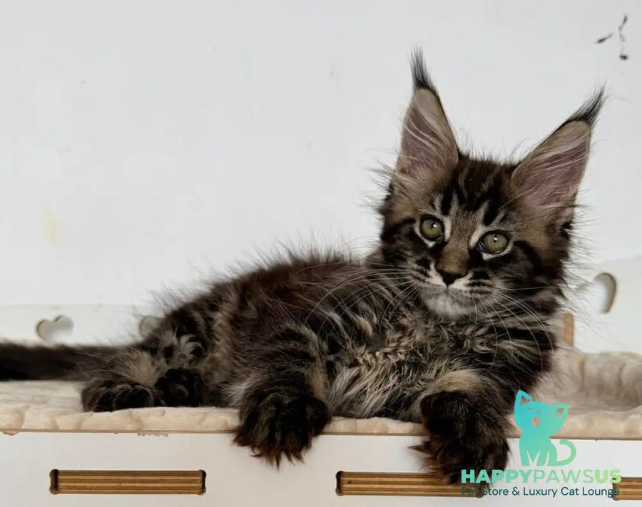 Jozi Maine Coon female black tabby live animals