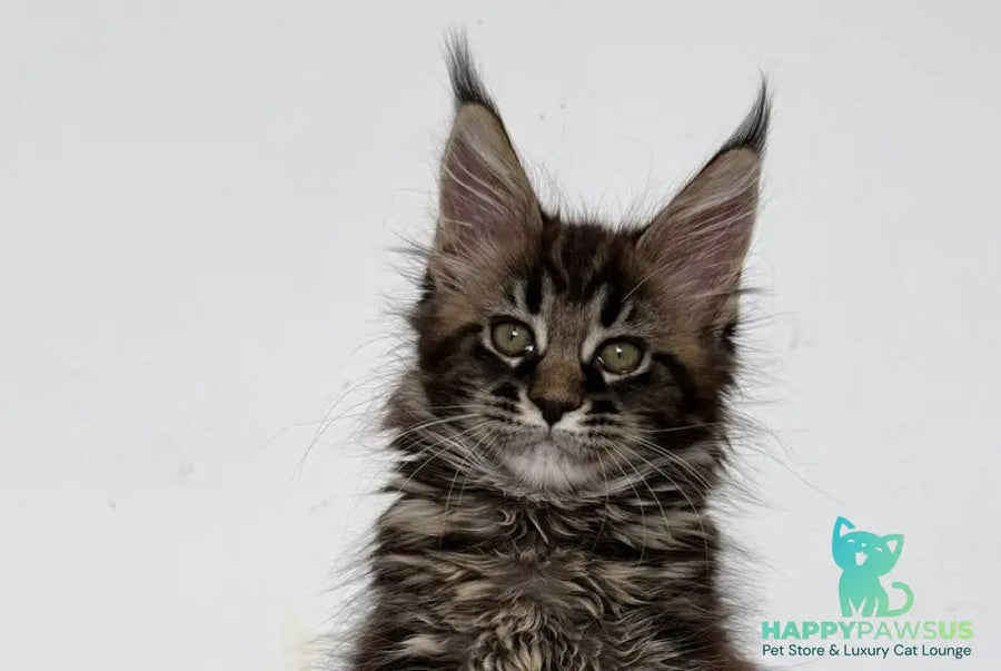 Jozi Maine Coon female black tabby live animals