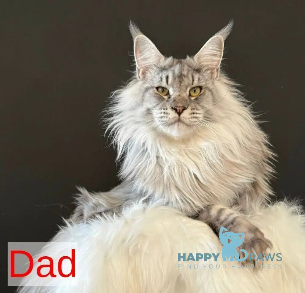 Jozi Maine Coon female black tabby live animals