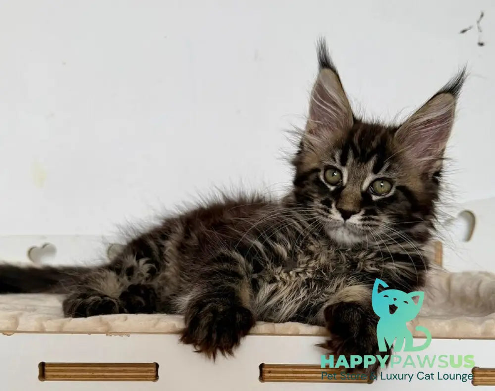Jozi Maine Coon female black tabby live animals