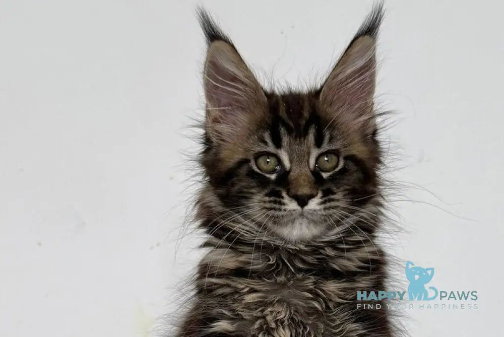 Jozi Maine Coon female black tabby live animals