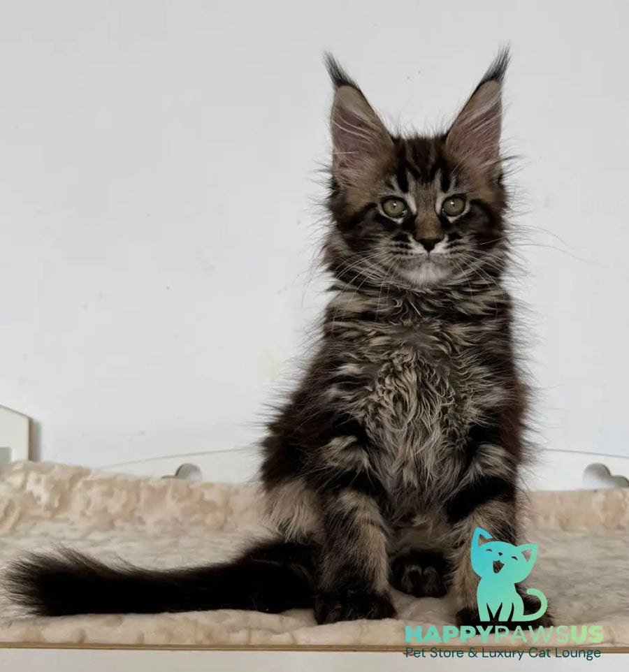 Jozi Maine Coon female black tabby live animals