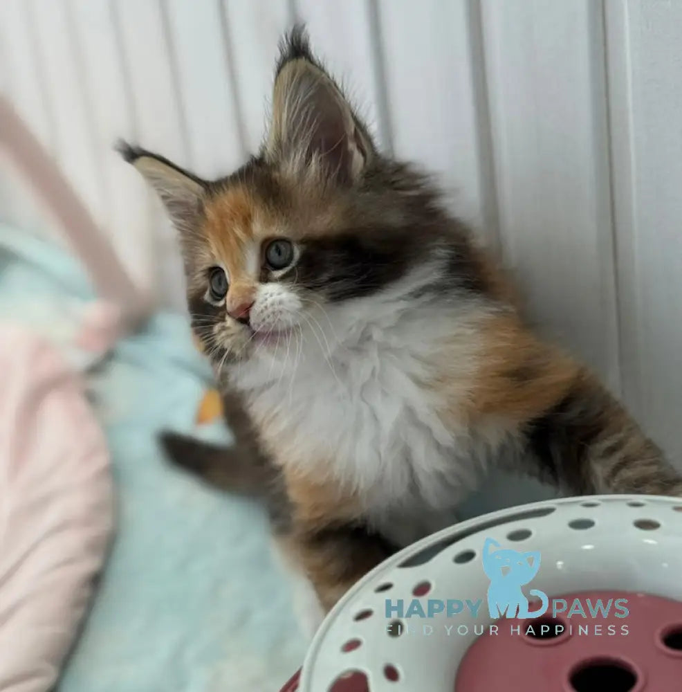 Juana Maine Coon female black tortie bicolour live animals