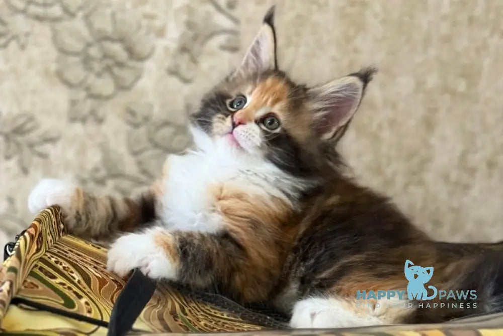 Juana Maine Coon female black tortie bicolour live animals