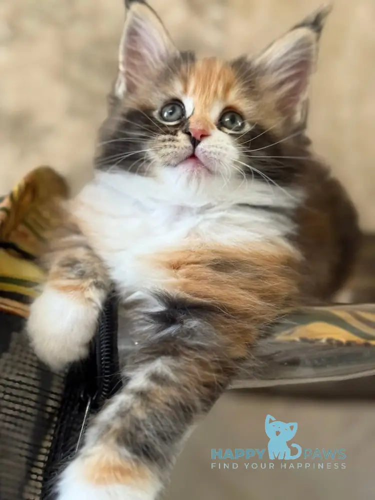 Juana Maine Coon female black tortie bicolour live animals