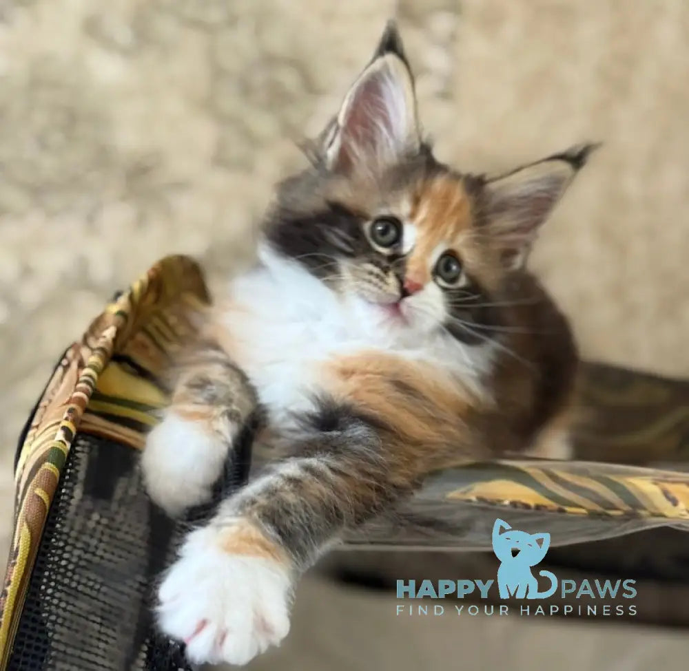 Juana Maine Coon female black tortie bicolour live animals
