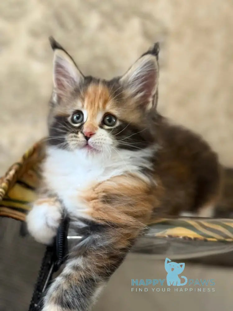 Juana Maine Coon female black tortie bicolour live animals