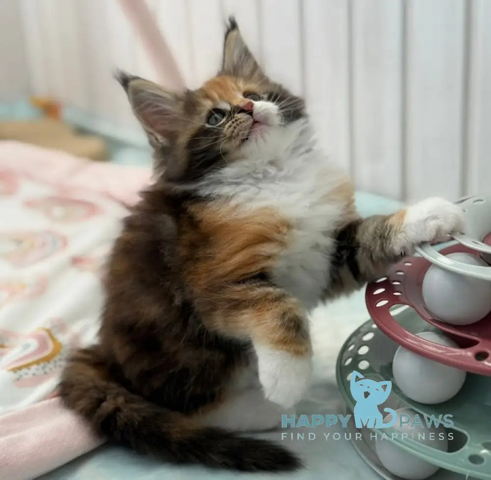 Juana Maine Coon female black tortie bicolour live animals