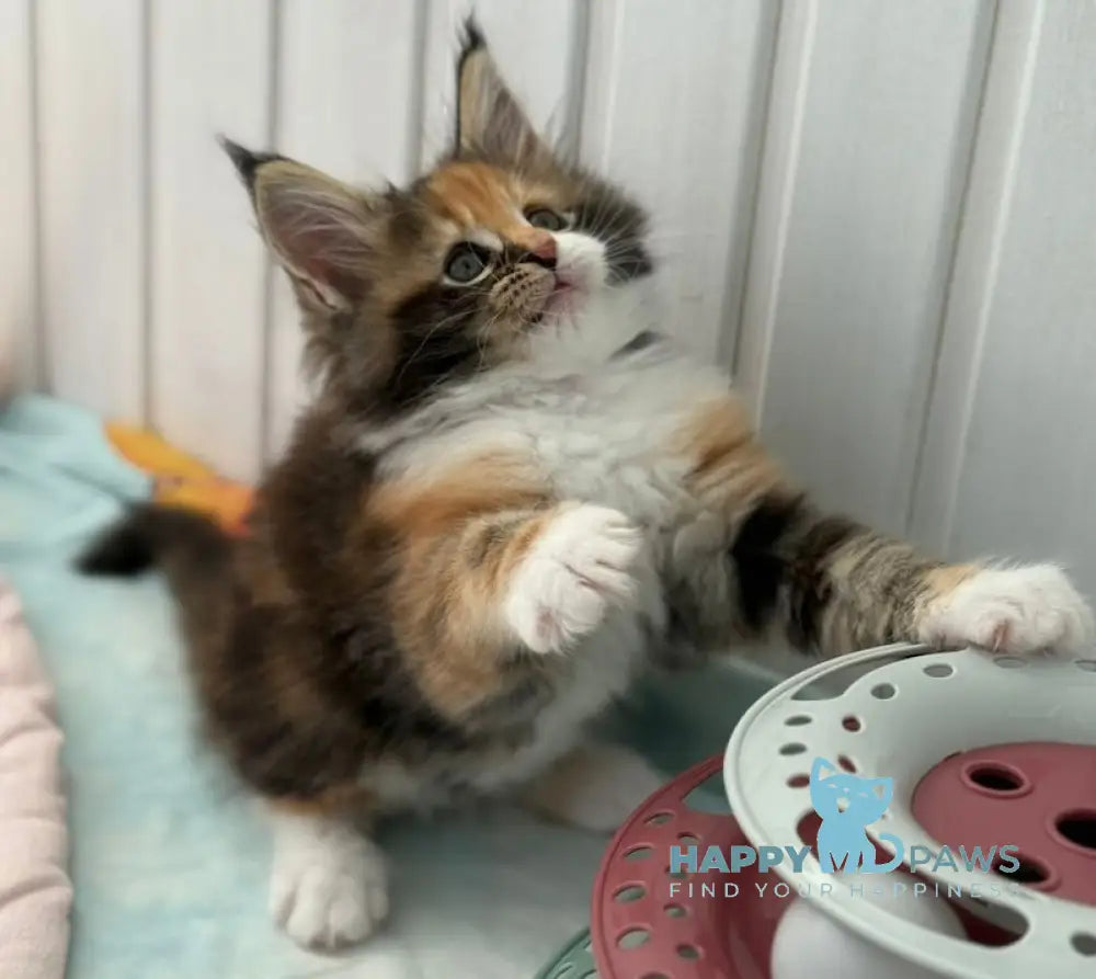 Juana Maine Coon female black tortie bicolour live animals