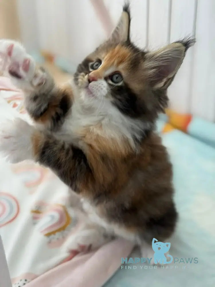 Juana Maine Coon female black tortie bicolour live animals