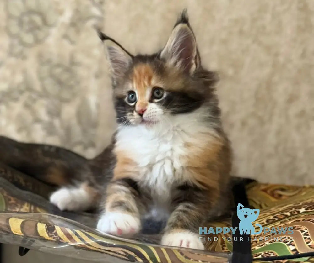 Juana Maine Coon female black tortie bicolour live animals