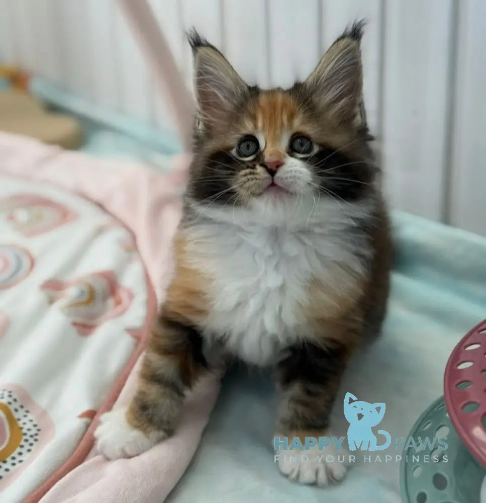 Juana Maine Coon female black tortie bicolour live animals