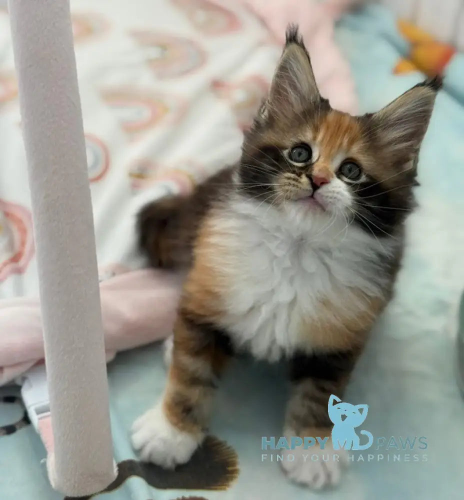 Juana Maine Coon female black tortie bicolour live animals