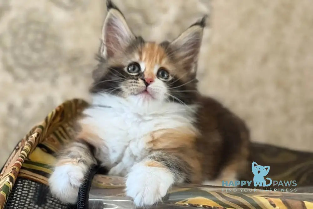 Juana Maine Coon female black tortie bicolour live animals