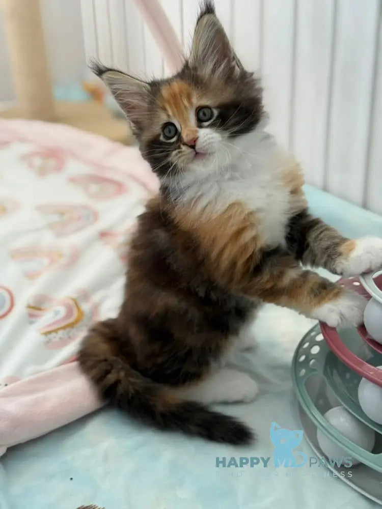 Juana Maine Coon female black tortie bicolour live animals