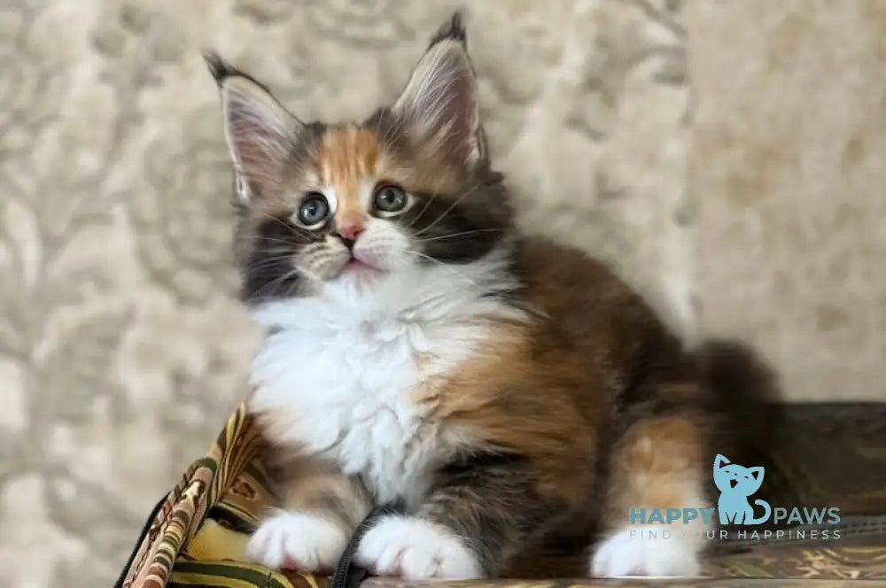 Juana Maine Coon female black tortie bicolour live animals