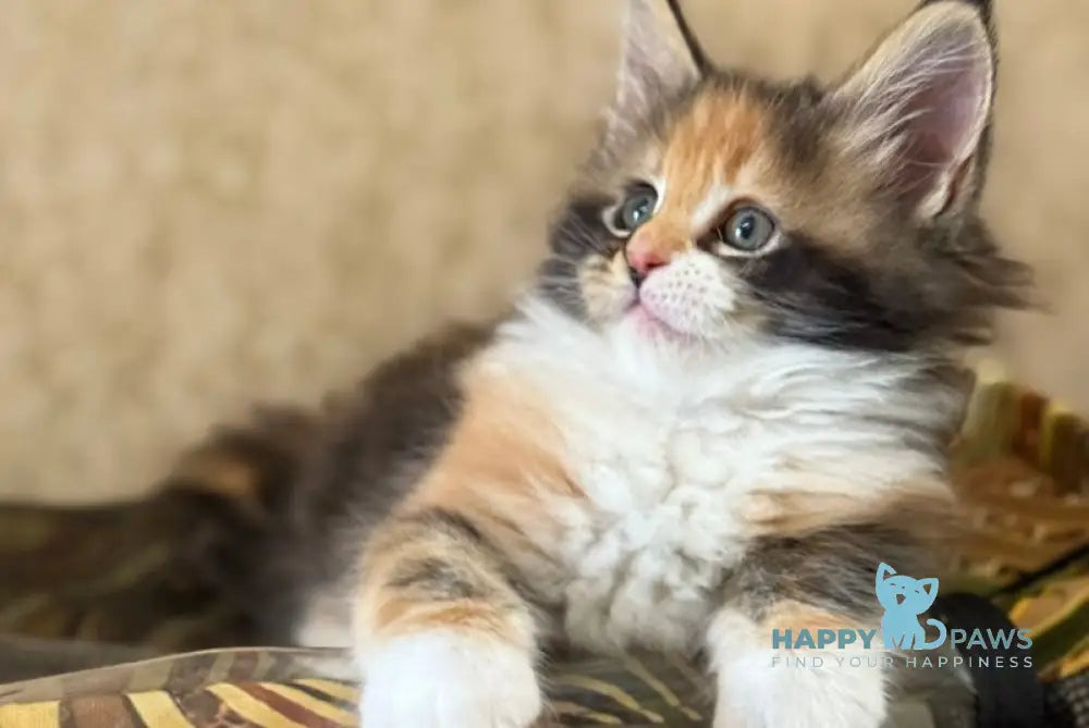Juana Maine Coon female black tortie bicolour live animals