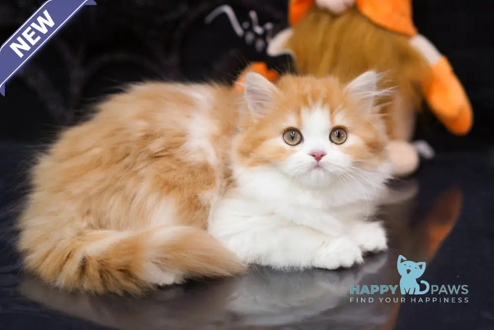 Juice Scottish Straight male red tabby bicolour live animals