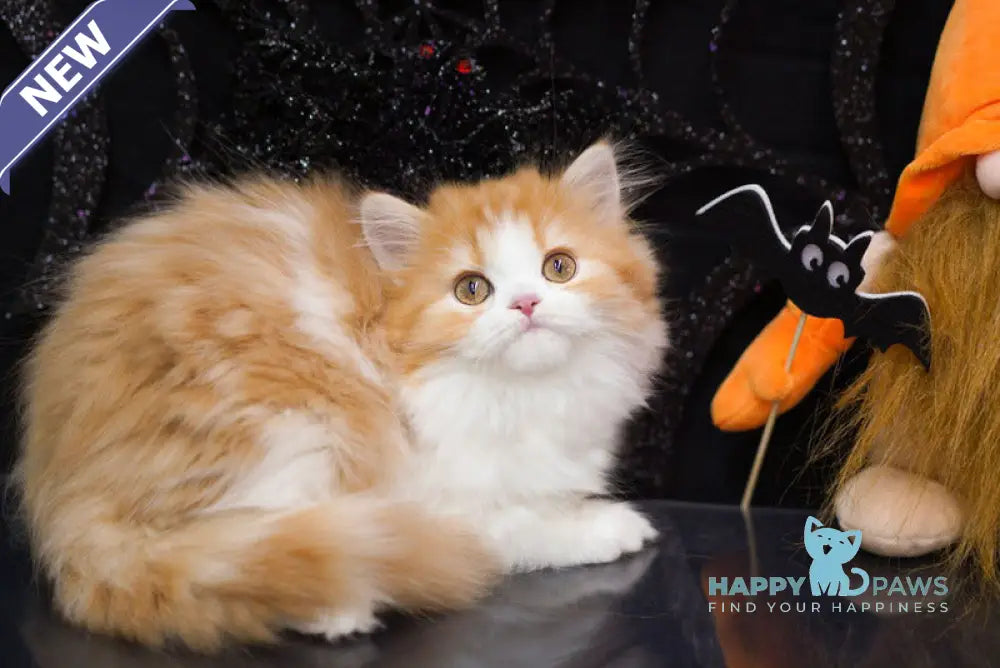 Juice Scottish Straight male red tabby bicolour live animals