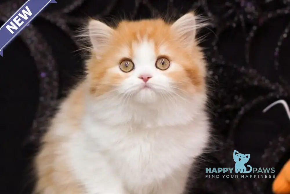 Juice Scottish Straight male red tabby bicolour live animals
