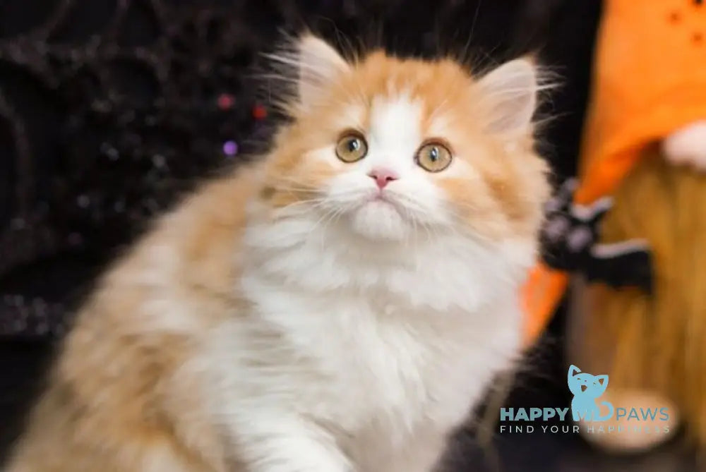 Juice Scottish Straight male red tabby bicolour live animals