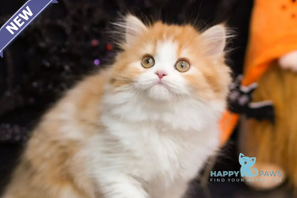 Juice Scottish Straight male red tabby bicolour live animals