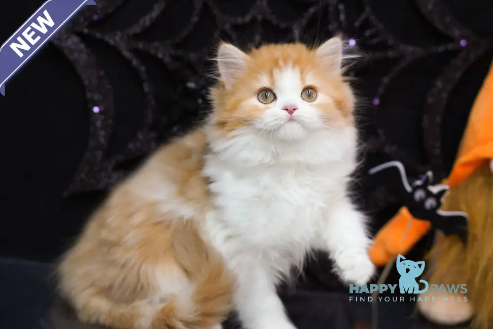 Juice Scottish Straight male red tabby bicolour live animals