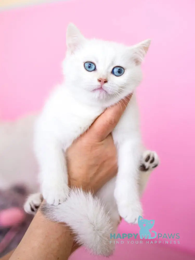 JuJu British Shorthair female black silver chinchilla pointed live animals