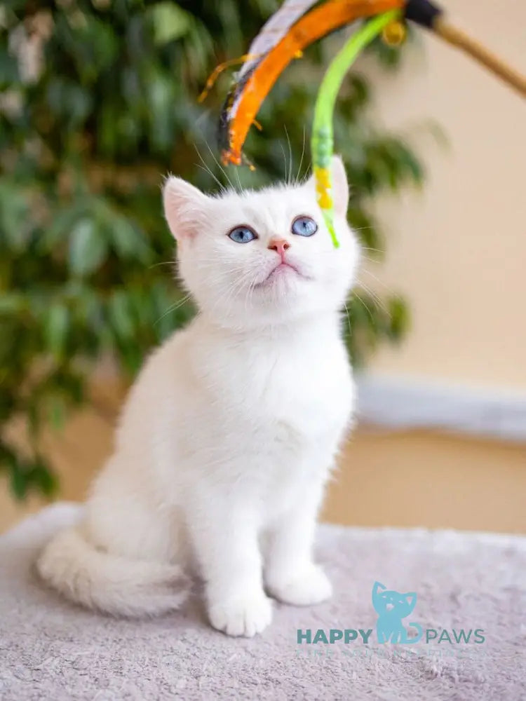 JuJu British Shorthair female black silver chinchilla pointed live animals