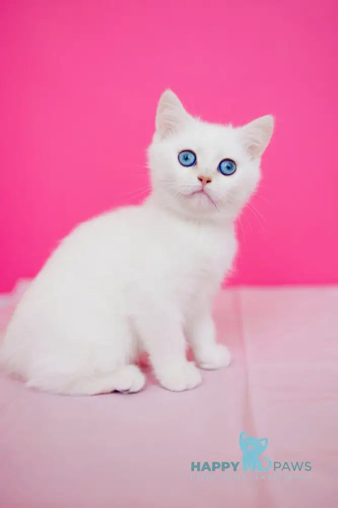 JuJu British Shorthair female black silver chinchilla pointed live animals