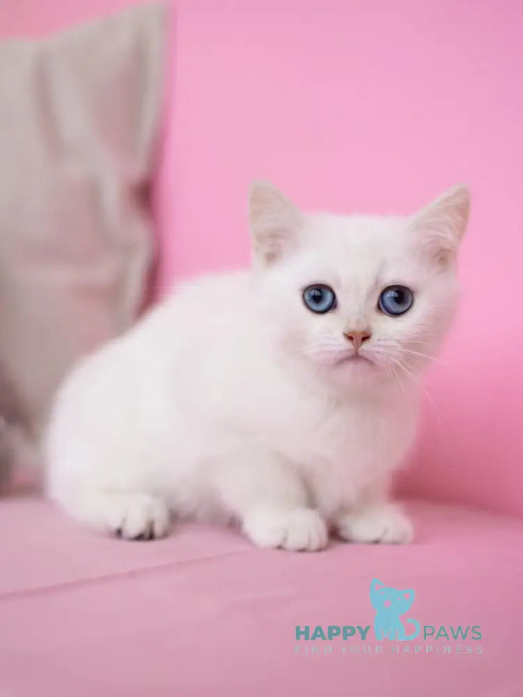 JuJu British Shorthair female black silver chinchilla pointed live animals
