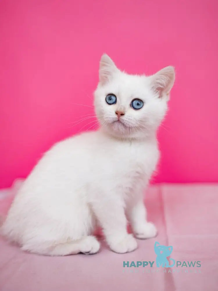 JuJu British Shorthair female black silver chinchilla pointed live animals