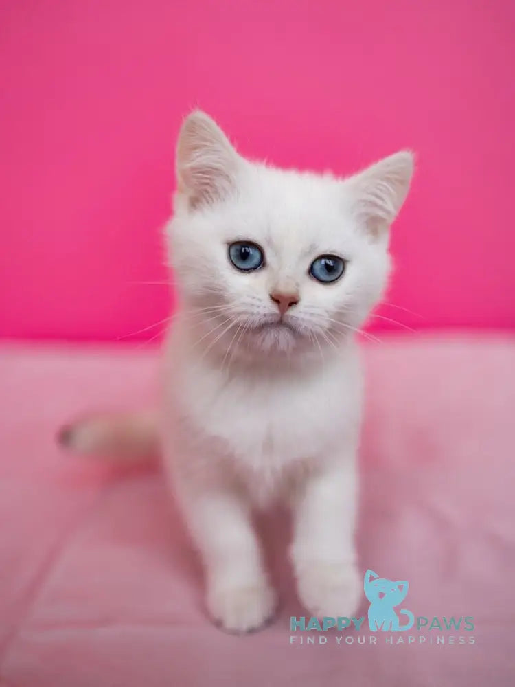JuJu British Shorthair female black silver chinchilla pointed live animals
