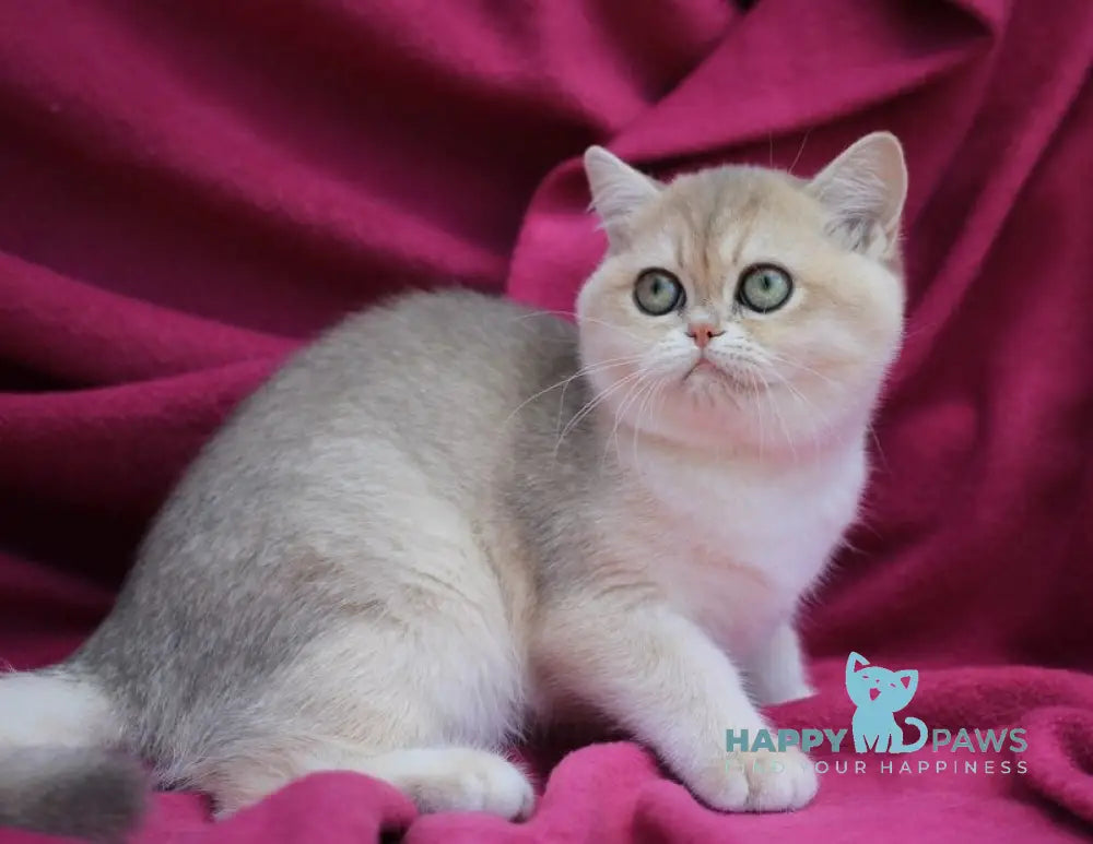 JuJu British Shorthair female blue golden shaded live animals
