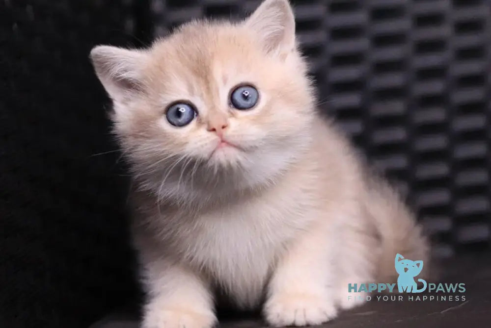 JuJu British Shorthair female blue golden shaded live animals