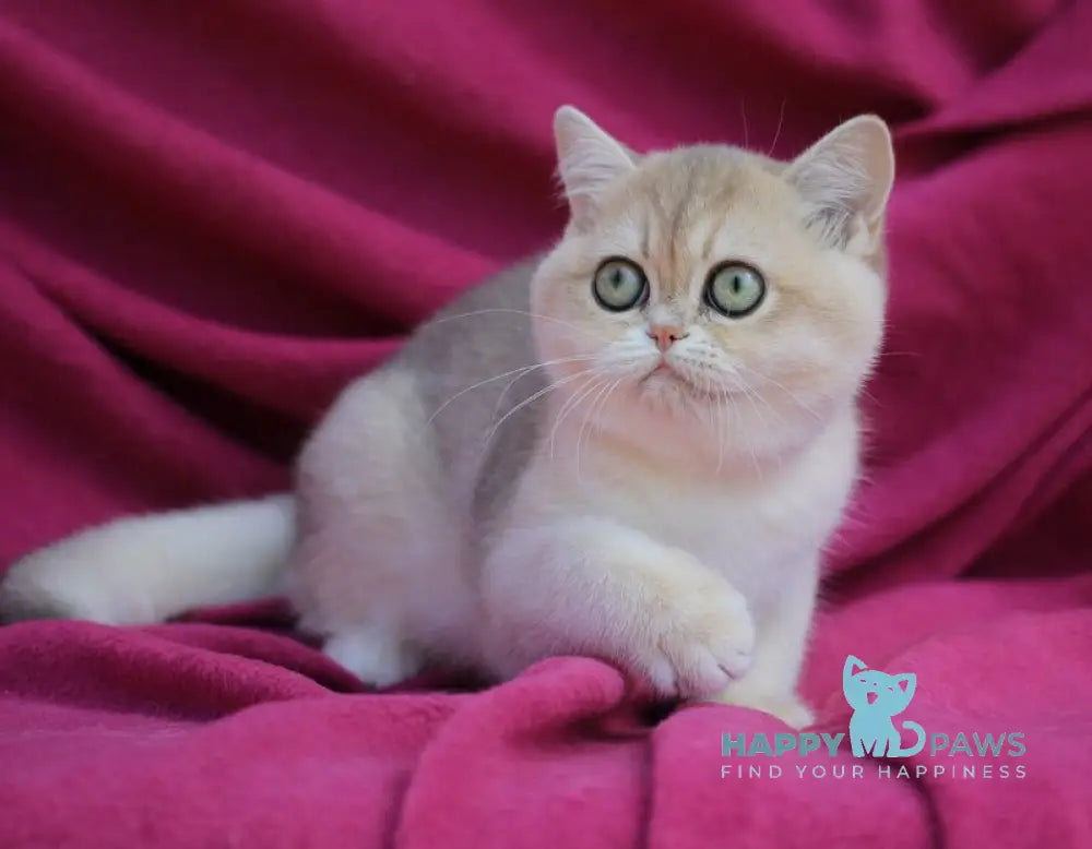 JuJu British Shorthair female blue golden shaded live animals