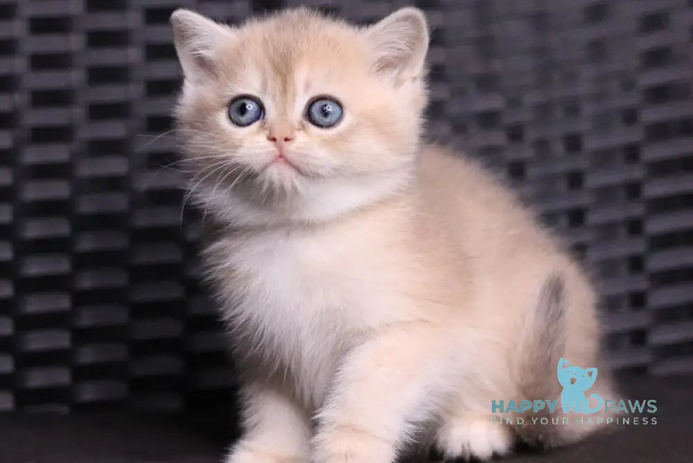 JuJu British Shorthair female blue golden shaded live animals