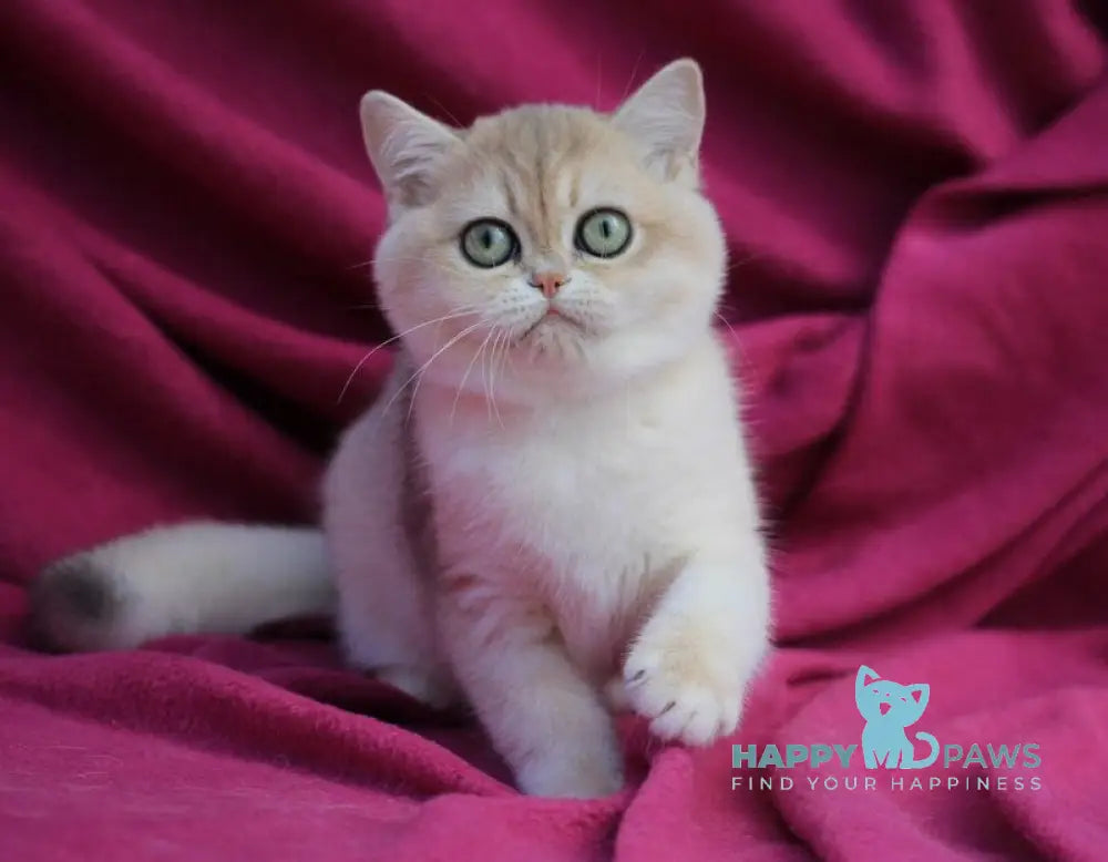JuJu British Shorthair female blue golden shaded live animals