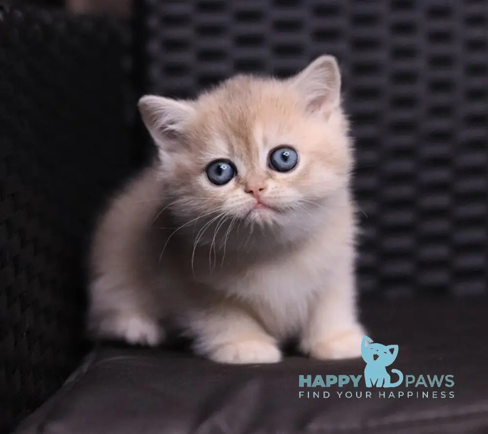 JuJu British Shorthair female blue golden shaded live animals