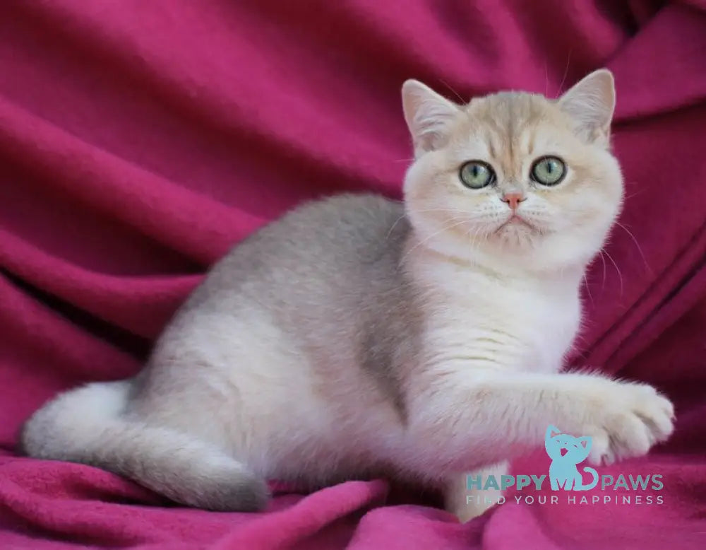 JuJu British Shorthair female blue golden shaded live animals
