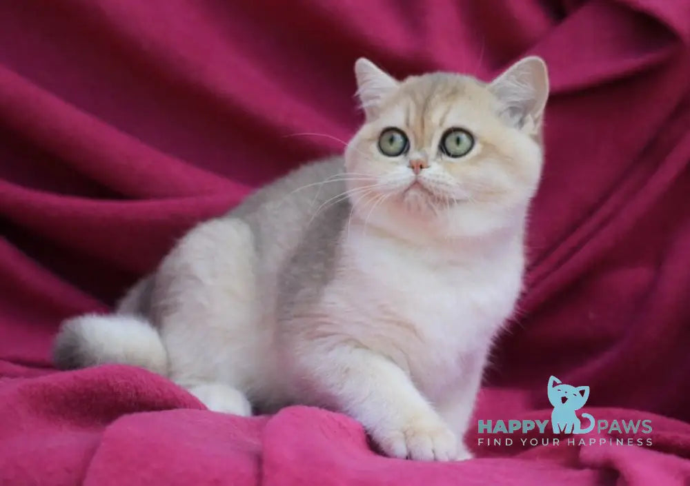JuJu British Shorthair female blue golden shaded live animals