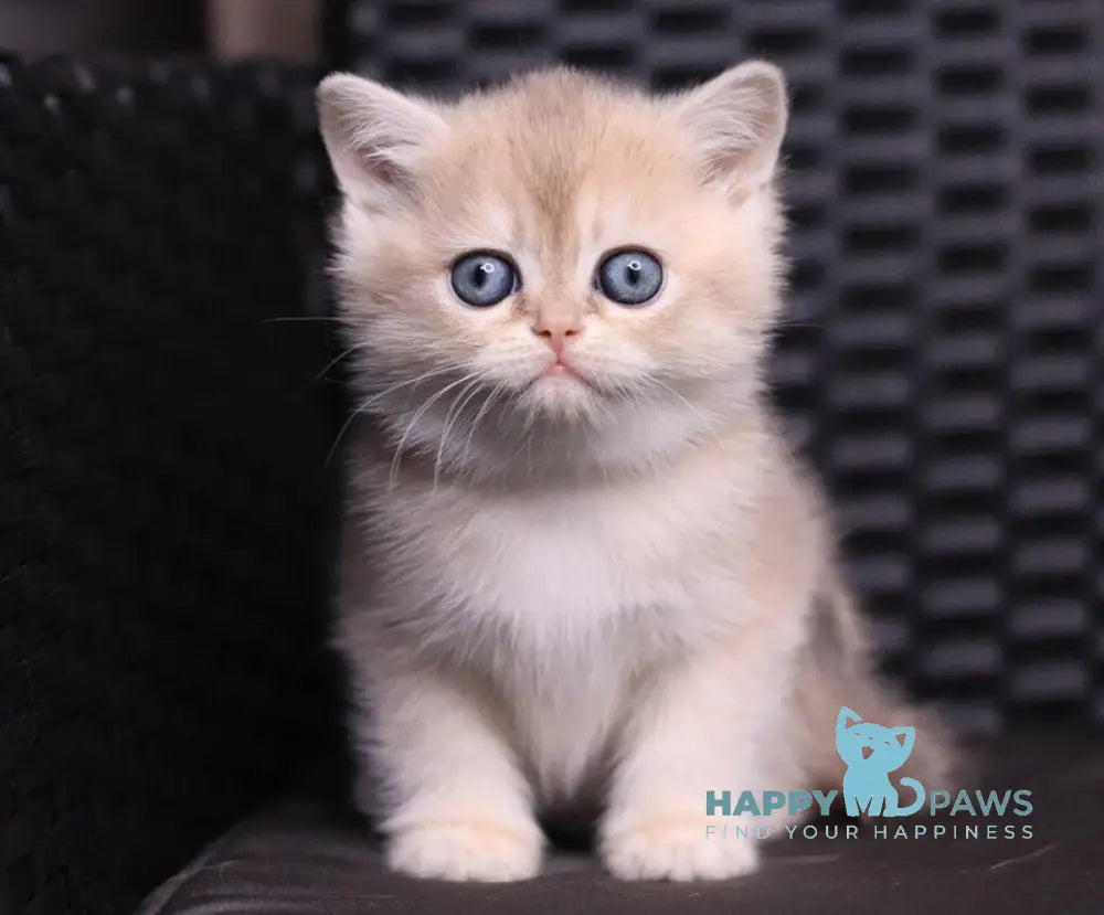 JuJu British Shorthair female blue golden shaded live animals