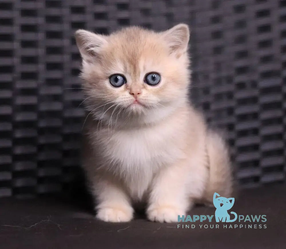 JuJu British Shorthair female blue golden shaded live animals