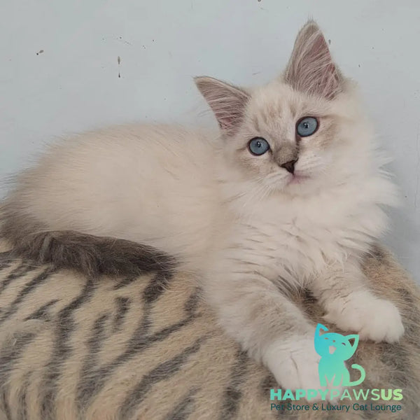 Juju Siberian female blue tabby pointed bicolour - live animals