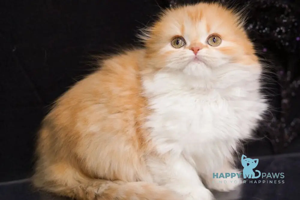 Jujube Scottish Fold female red spotted tabby bicolour live animals