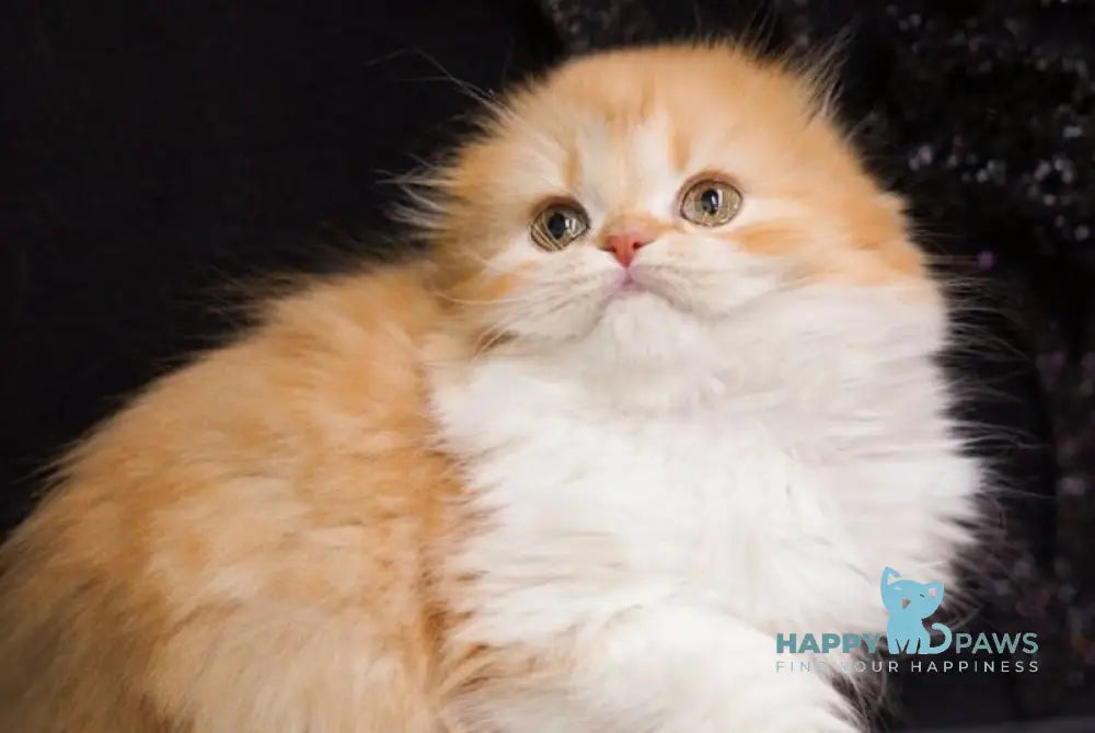 Jujube Scottish Fold female red spotted tabby bicolour live animals