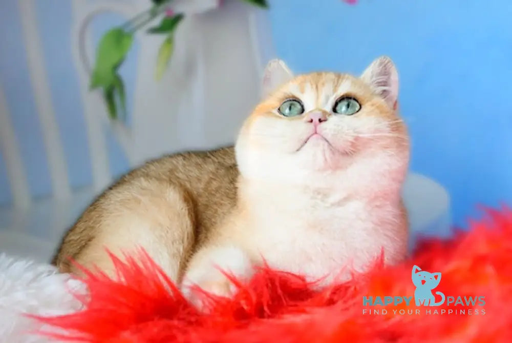 Julia British Shorthair female black golden chinchilla live animals