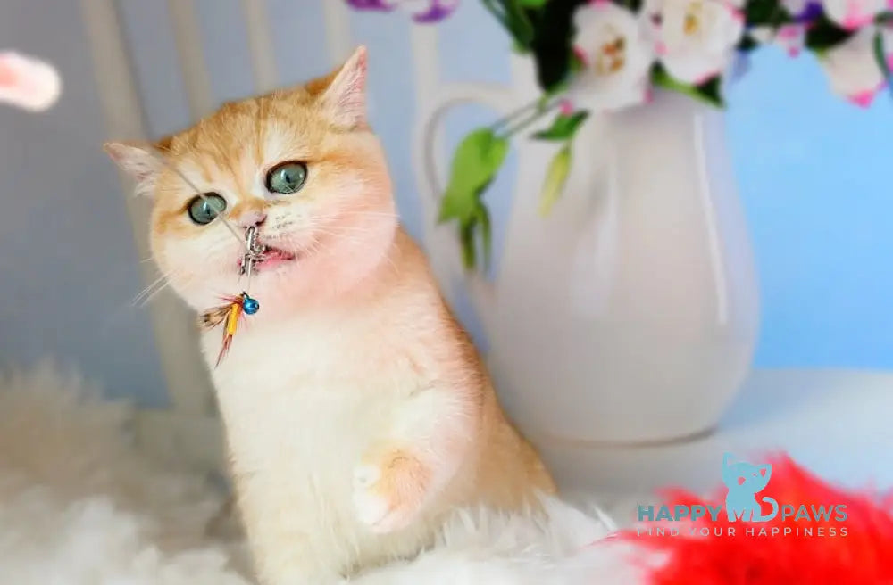 Julia British Shorthair female black golden chinchilla live animals